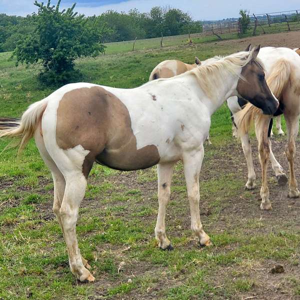 homozygous-tobiano-horse