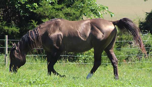 heading-quarter-horse