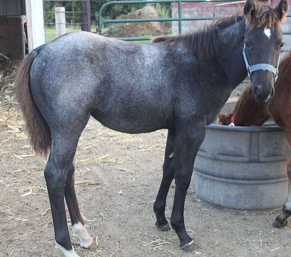 star-hind-pastern-horse