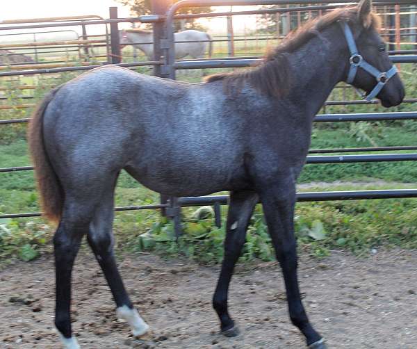 blue-roan-star-hind-pastern-horse