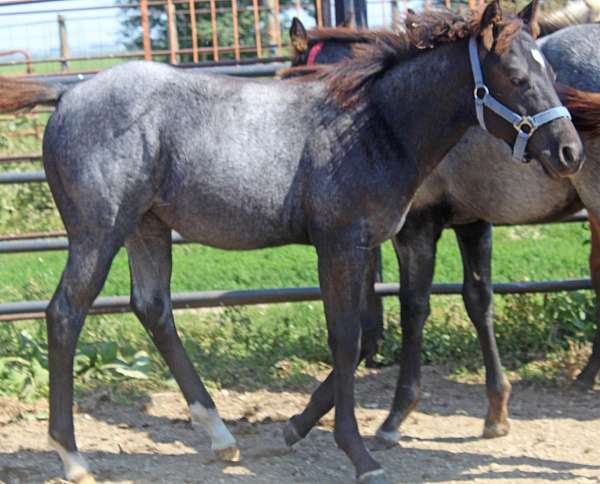 barrel-racing-quarter-horse