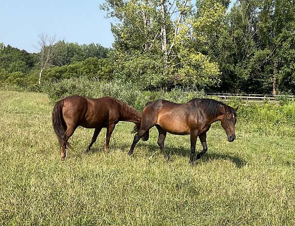 bay-small-star-horse