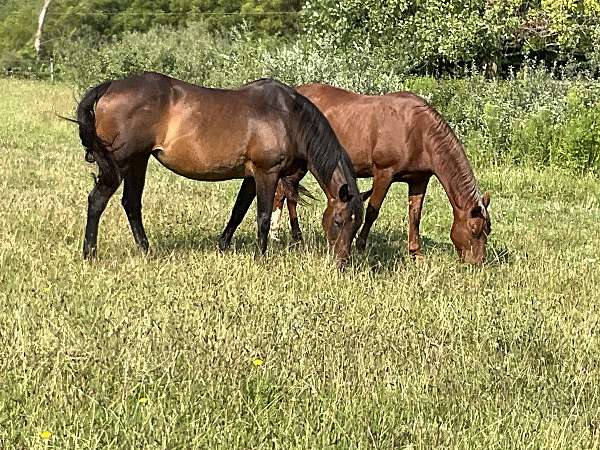 bay-rescue-horse