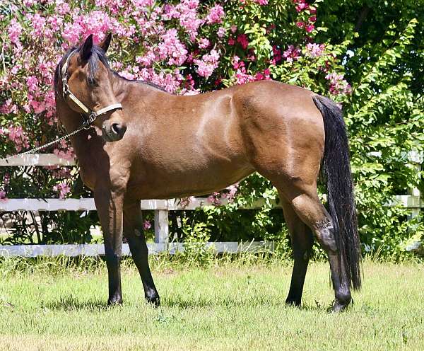 coon-tail-horse