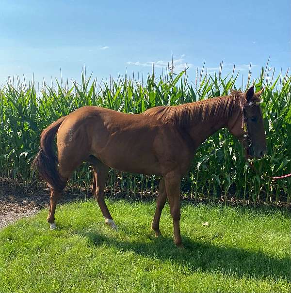 barrel-quarter-horse