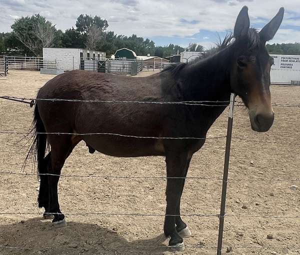 amish-broke-mule