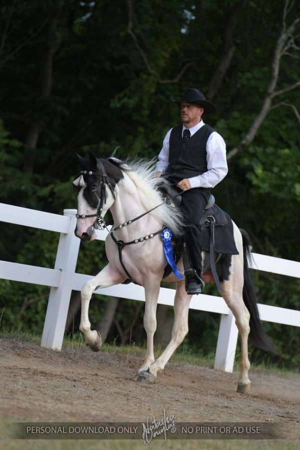 double-reg-tennessee-walking-horse