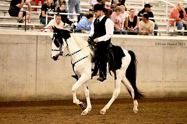 double-reg-tennessee-walking-horse