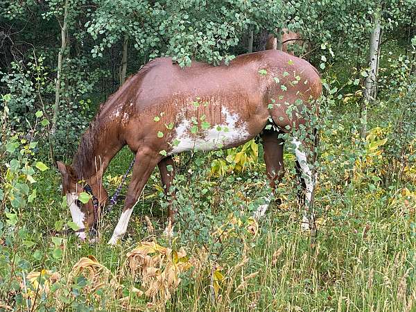 mountain-trail-paint-horse