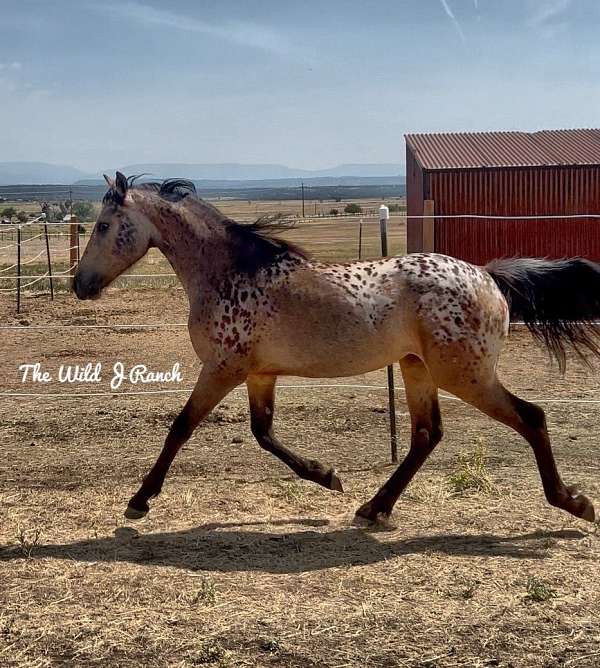 cross-friesian-knabstrupper-horse