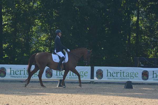 chestnut-left-fore-white-half-pastern-horse