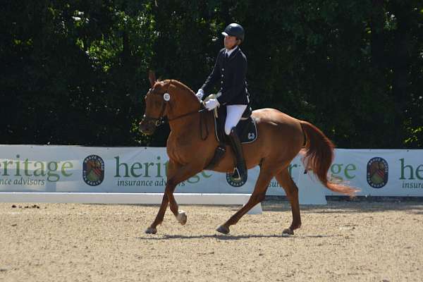 chestnut-ata-gelding