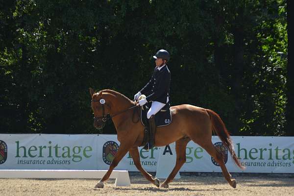 dressage-trakehner-horse