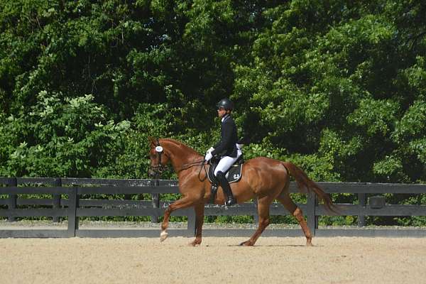 chestnut-trakehner-gelding