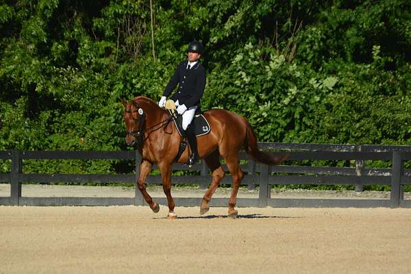 chestnut-dressage-horse