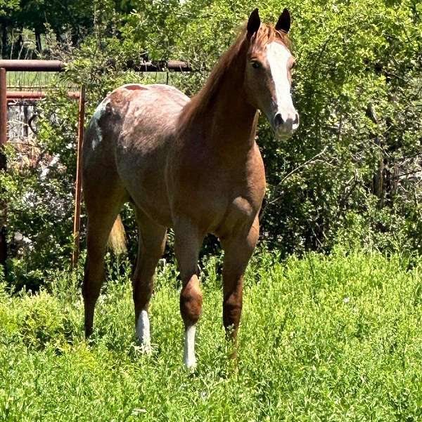 around-appaloosa-pony