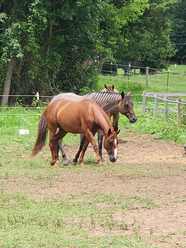 quarter-horse-gelding