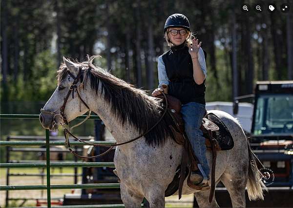 grey-quarter-horse