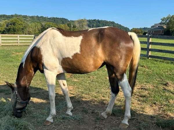 bay-tobiano-spotted-spotted-saddle-mare