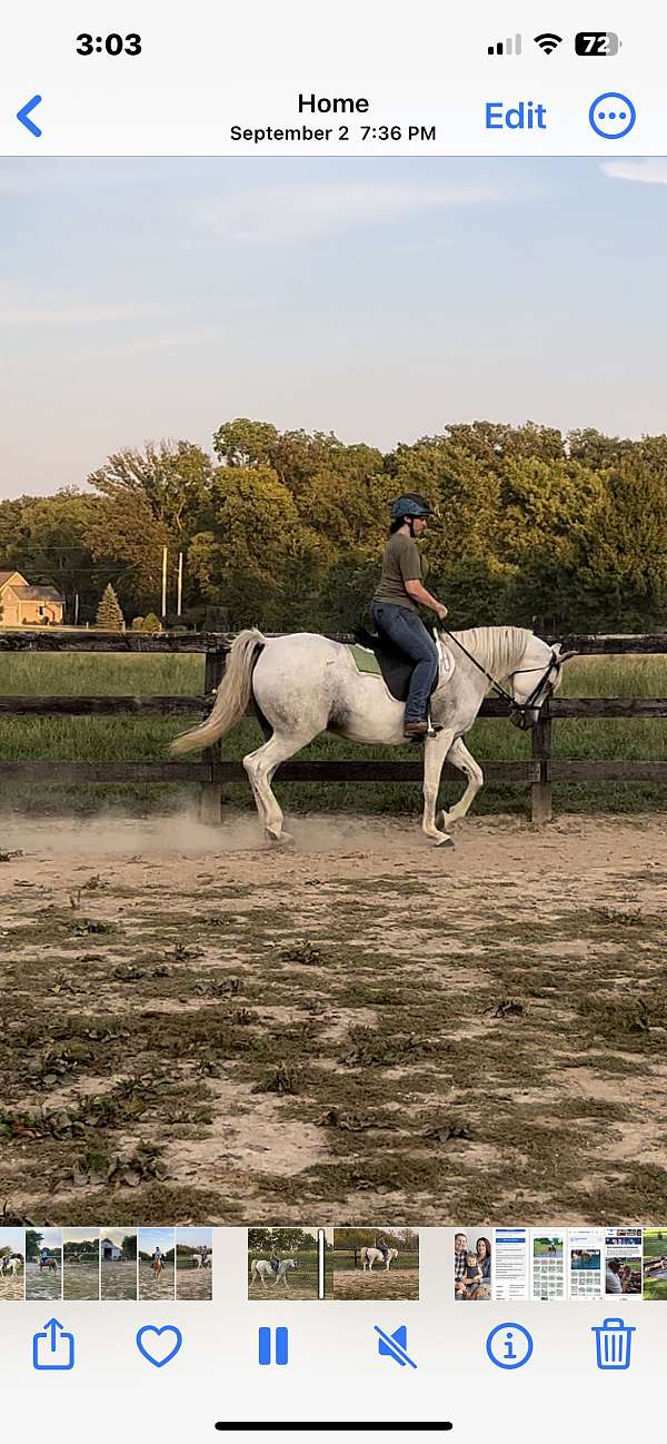 gai-parada-arabian-horse