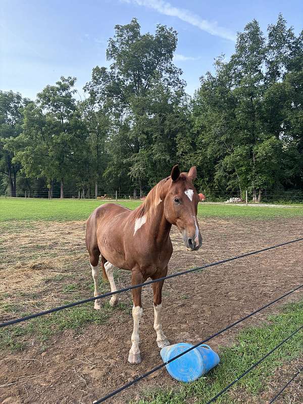 paint-gelding