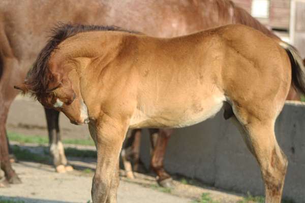 bay-star-snip-hind-pastern-horse