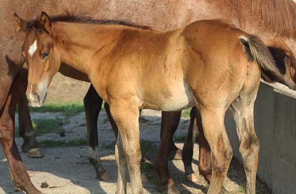 star-snip-hind-pastern