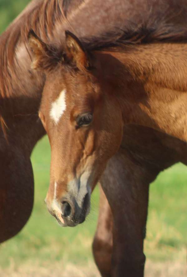 bred-to-colt