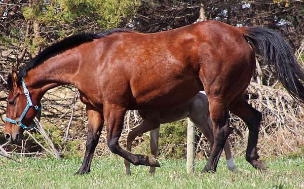 all-around-quarter-horse