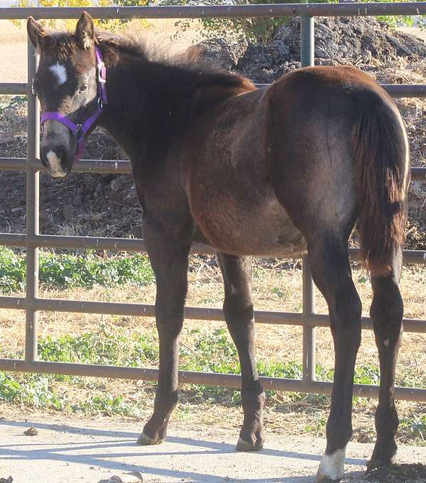 star-hind-pastern-horse