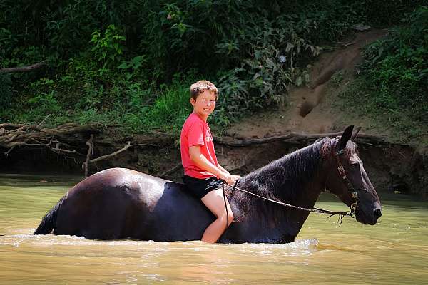 all-around-missouri-fox-trotter-horse