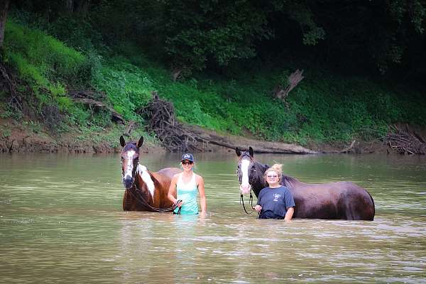 all-around-spotted-saddle-horse