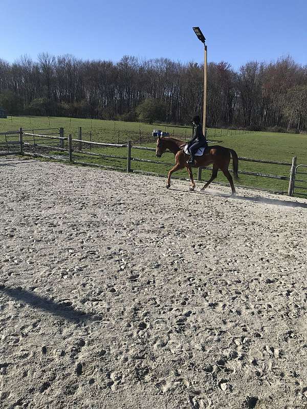 cross-percheron-horse