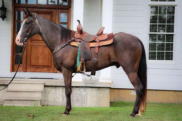 all-around-kentucky-mountain-horse