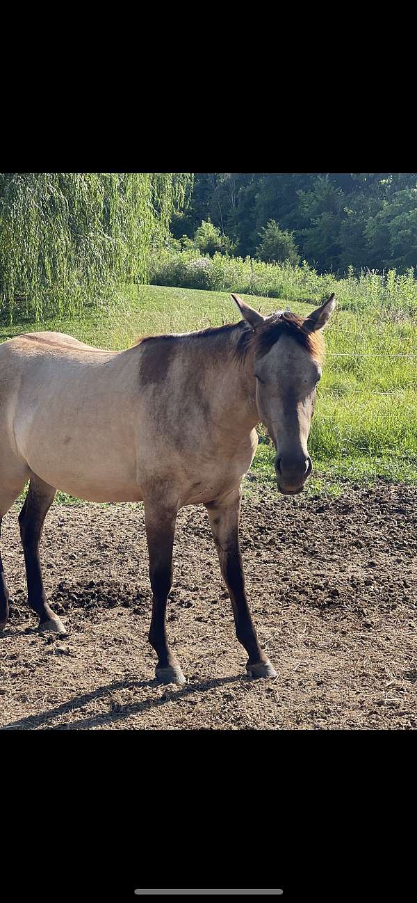 quarter-horse-filly