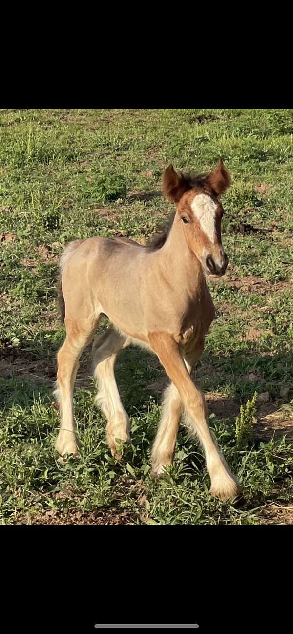 gypsy-vanner-filly