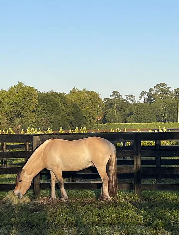 and-more-fjord-horse