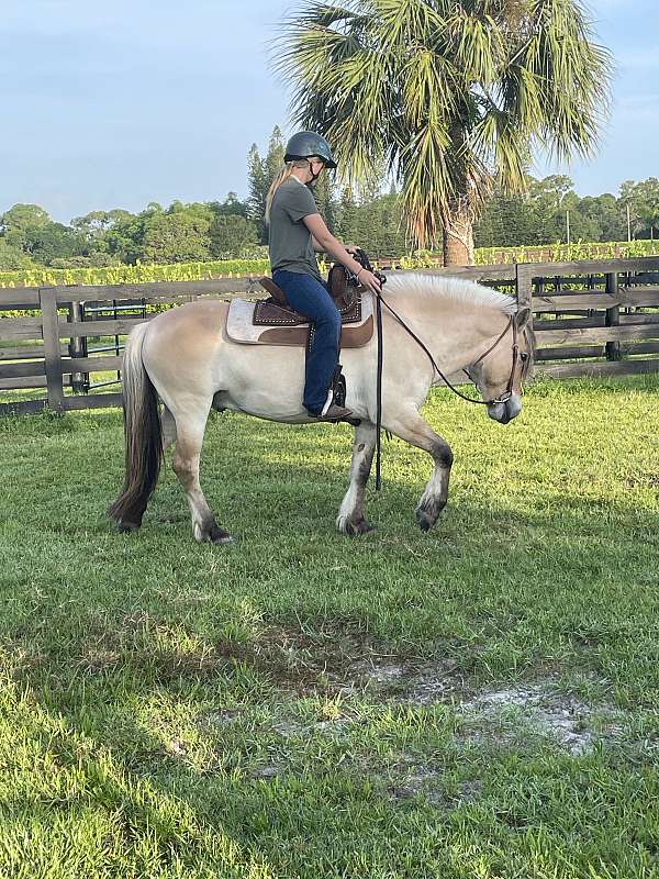 barefoot-fjord-horse