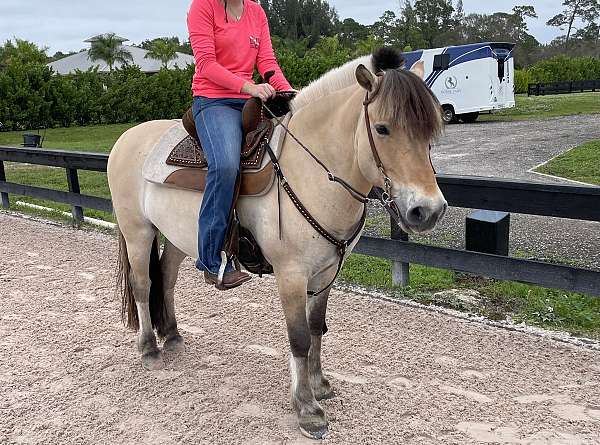 big-eq-fjord-horse