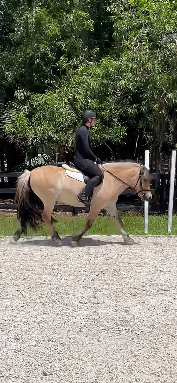 charming-fjord-horse