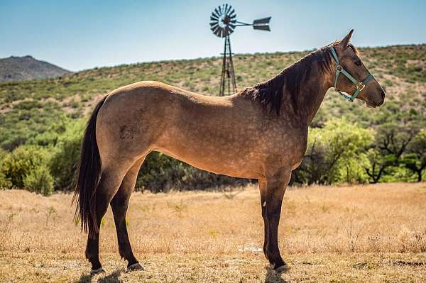 buckskin-ran-horse