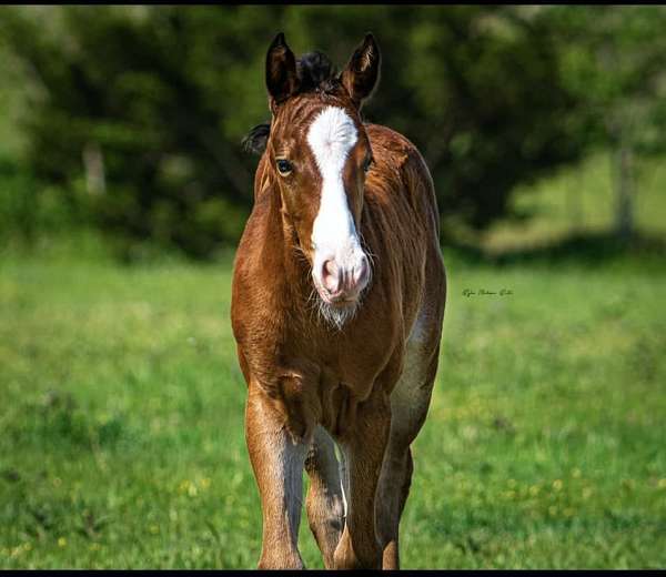 easy-jet-too-appaloosa-horse