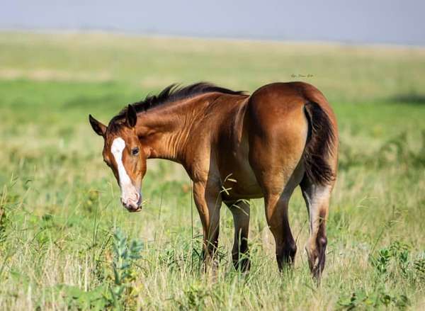 budget-appaloosa-horse