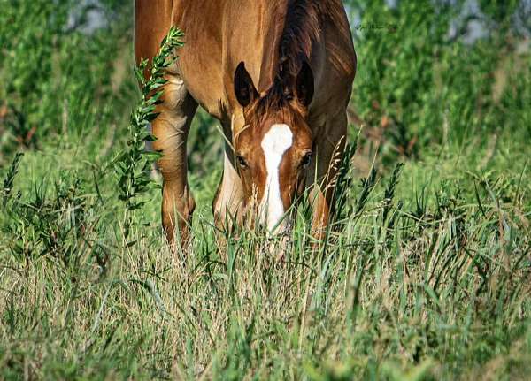 easy-jet-appaloosa-horse