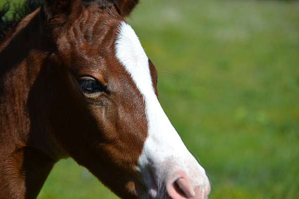 firewater-appaloosa-horse