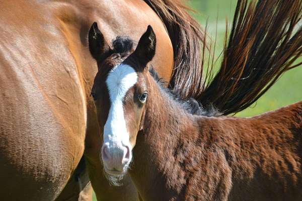 flit-appaloosa-horse