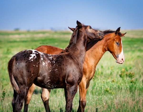 jet-appaloosa-horse