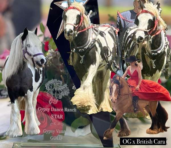 princess-gypsy-vanner-horse