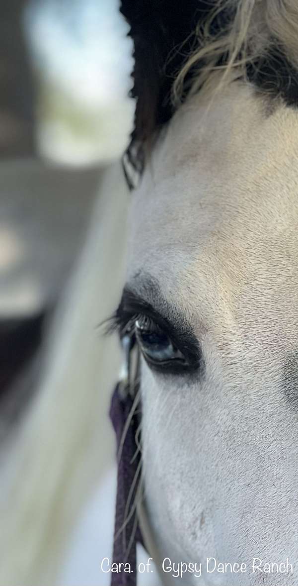 starter-gypsy-vanner-horse