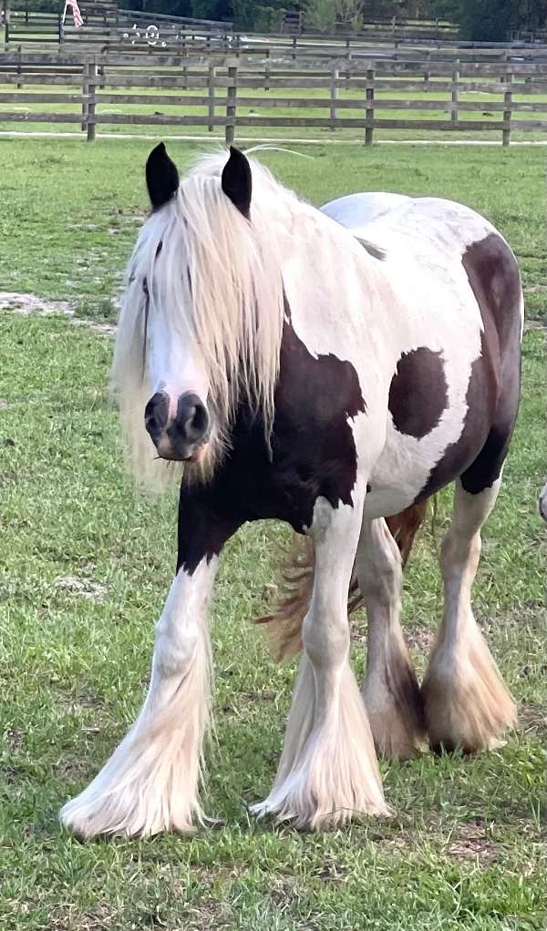 tobiano-horse